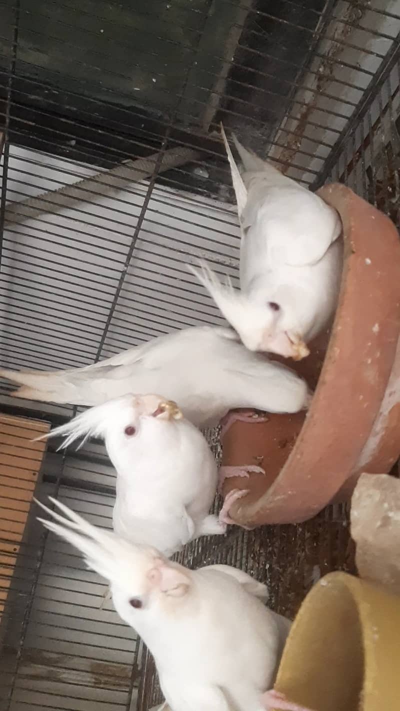 Two breeder pair of eno red eye cocktail 8