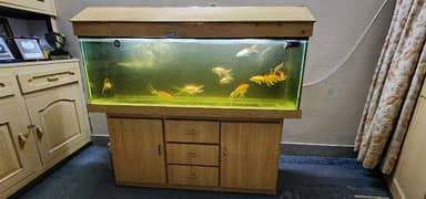 5 feet Water Tank for sale along with 11 fishes