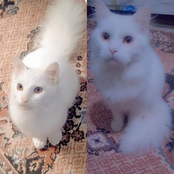 7500 triple coat Persian kitten 4