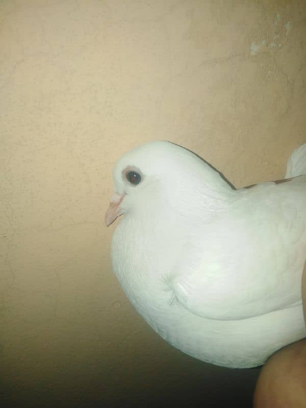 fancy pigeon 0