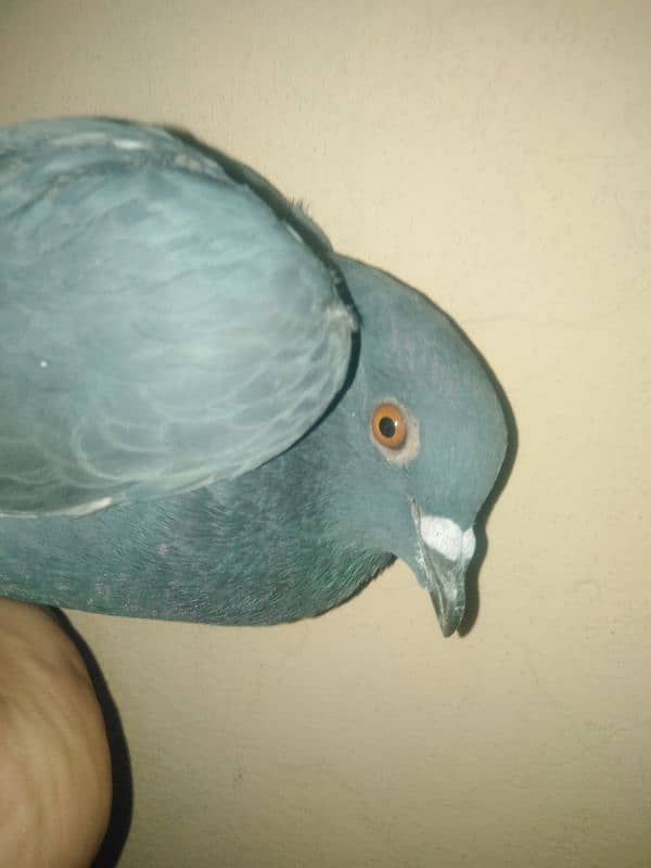 fancy pigeon 4