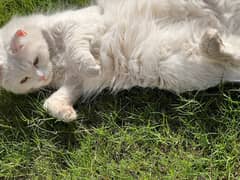 female Persian white doll face cat