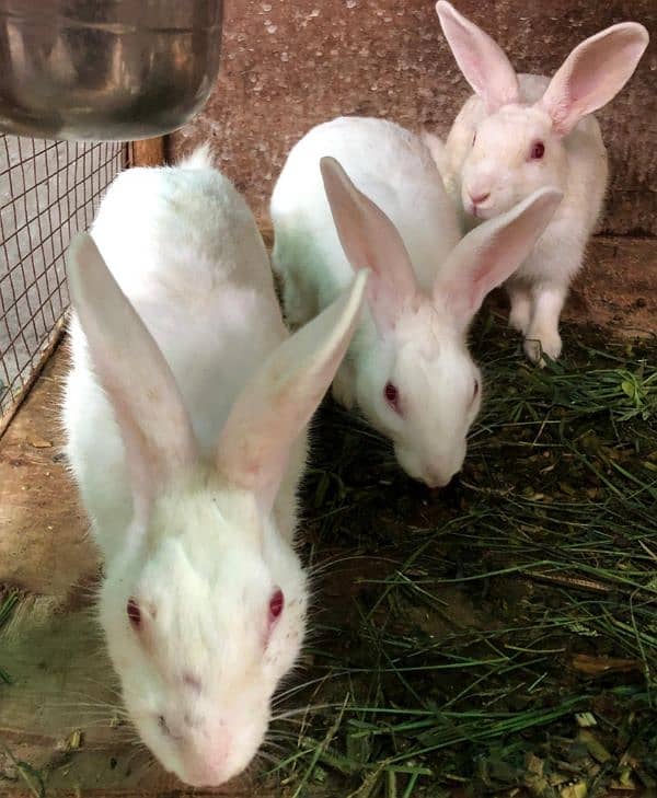 PURE WHITE RED EYES RABBITTs 0