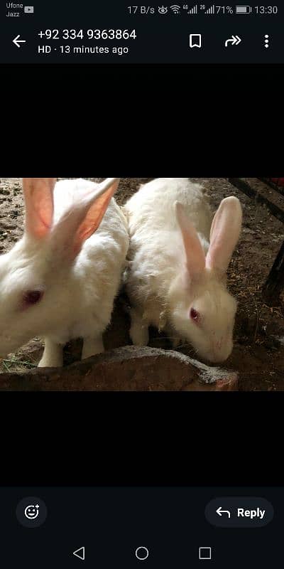 PURE WHITE RED EYES RABBITTs 3