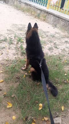 gsd for sale vaccinated friendly and active