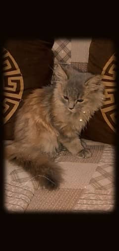 Persian Cat Age 3 month