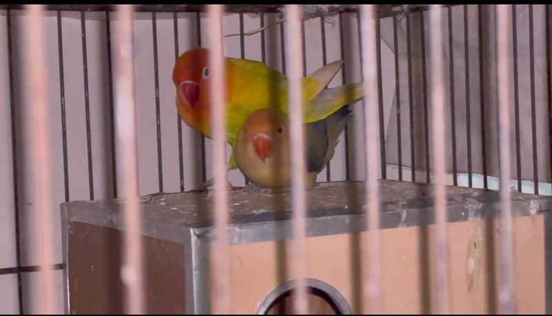 Lovebird 2