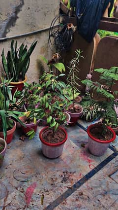 plants & pots