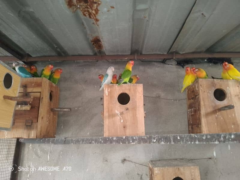 LOVEBIRDS BREEDERS PAIR COLONY FOR SALE 0