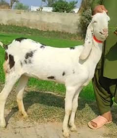 2 Goats (Rajanpuri) Female