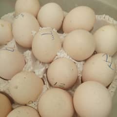 Aseel 100% fertile eggs for sale. .