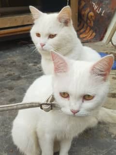 Turkish loving cat couple