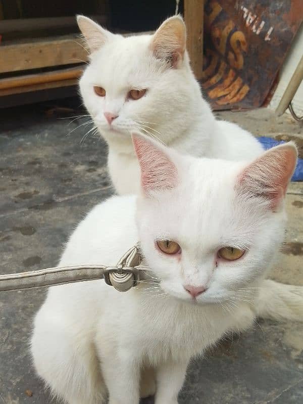 Turkish loving cat couple 0