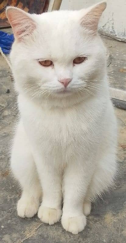 Turkish loving cat couple 3