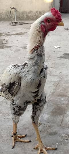 hen