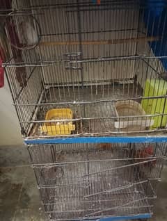 cockatiel breader pair