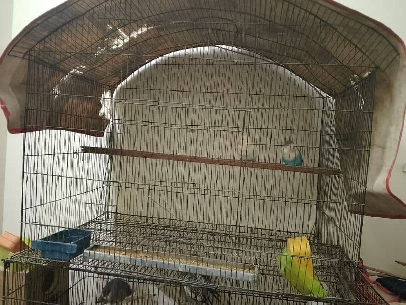 cockatiel breader pair 1