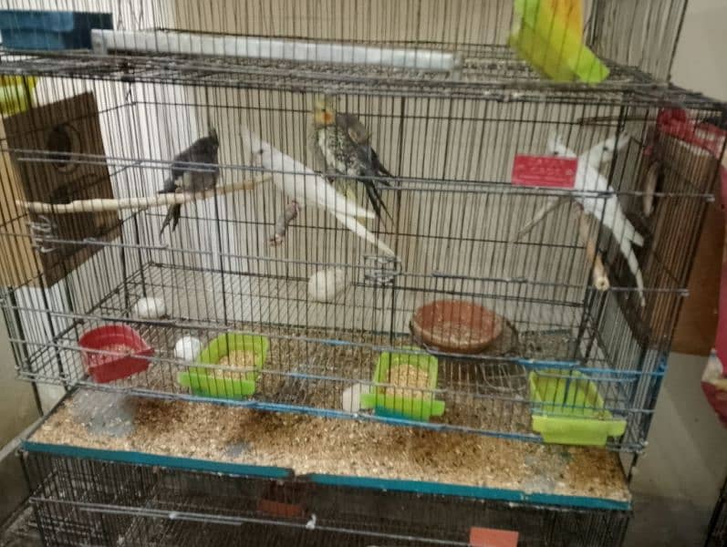 cockatiel breader pair 3