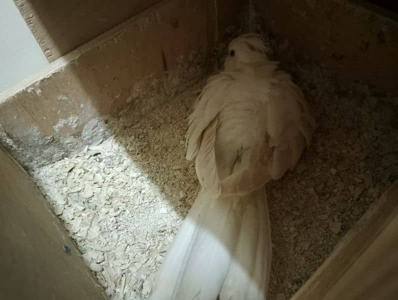 cockatiel breader pair 4