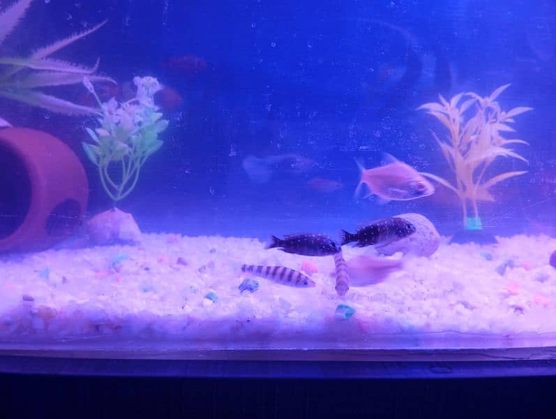 aquarium with truly new condition 10