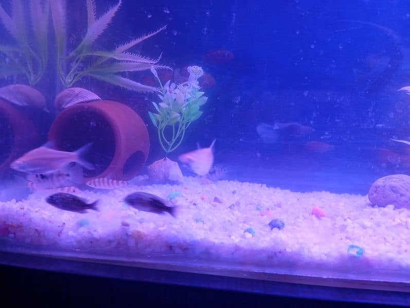 aquarium with truly new condition 12