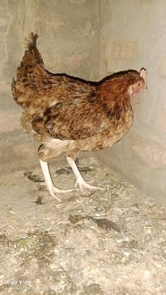 egg laying hen for sale 2