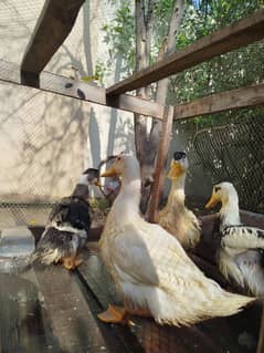 4 Duck are available for sale