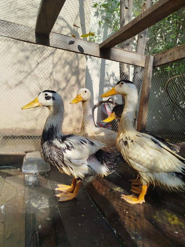 4 Duck are available for sale 1