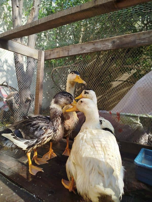 4 Duck are available for sale 2