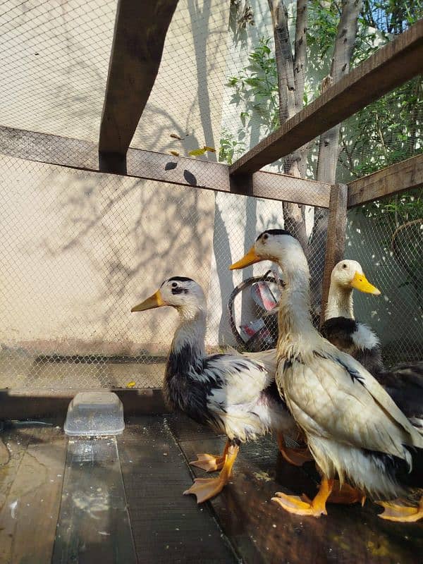 4 Duck are available for sale 3