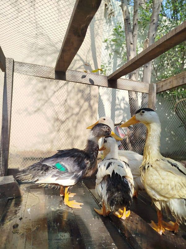 4 Duck are available for sale 4