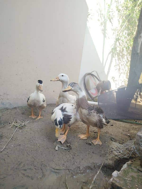 4 Duck are available for sale 6