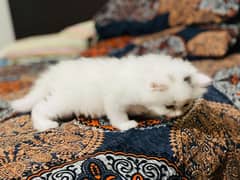 Persian cat