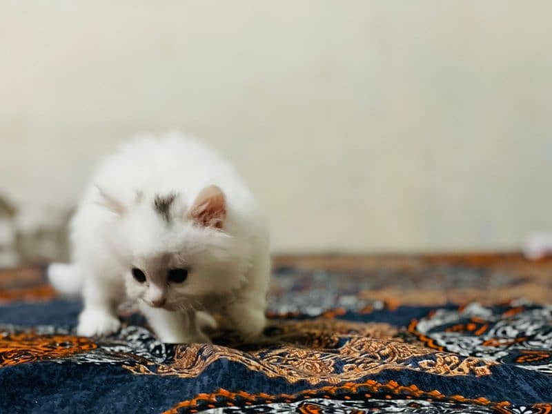 Persian cat 1