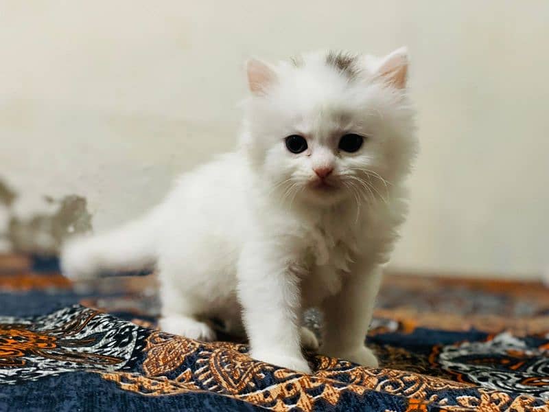 Persian cat 2