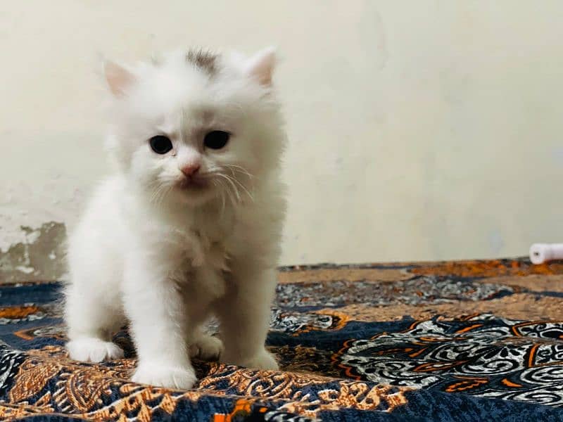 Persian cat 4