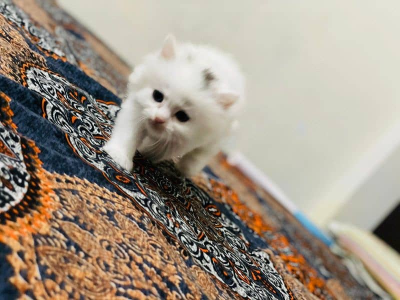 Persian cat 5