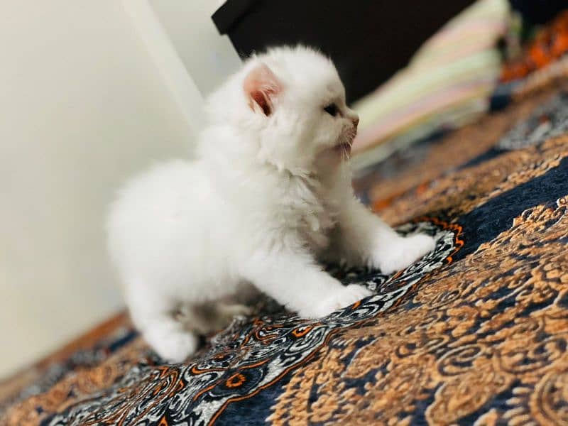 Persian cat 6