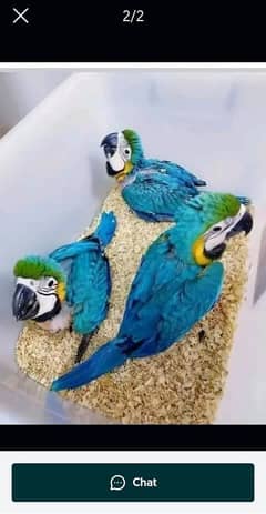 blue macaw parrot cheeks for sale 0330=7629=890