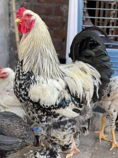 Barhama Chicks available for sale