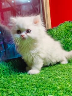 Pure breed gift quality triple coated healthy kittens [cash on delive