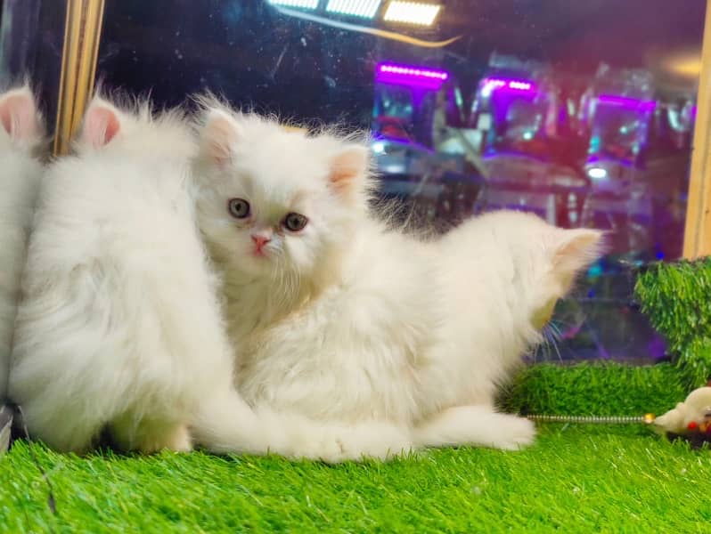 Pure breed gift quality triple coated healthy kittens [cash on delive 2