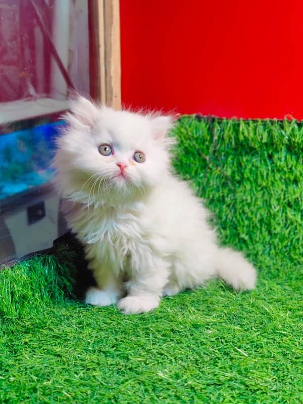 Pure breed gift quality triple coated healthy kittens [cash on delive 4