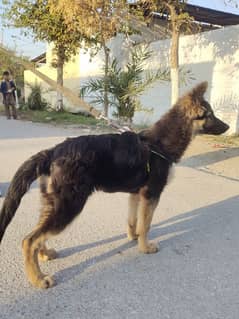 German Shepherd double quote 4 month