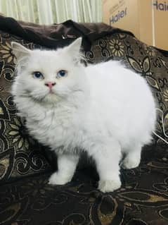 Triple Coated Persian Kittens