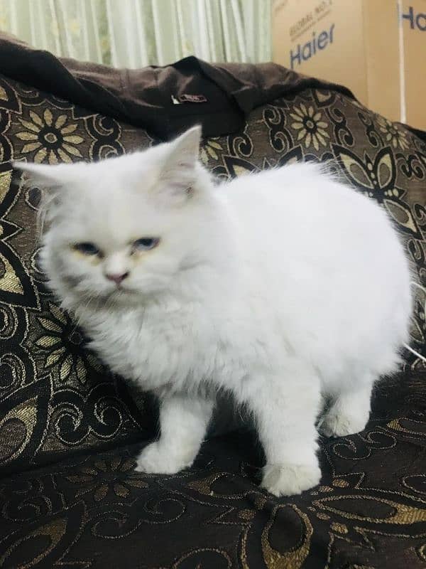 Triple Coat Cat/Persian Female Cat For Sale 1