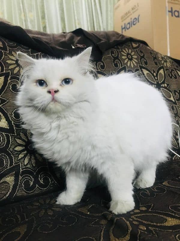 Triple Coat Cat/Persian Female Cat For Sale 2