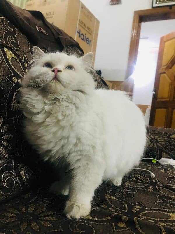 Triple Coat Cat/Persian Female Cat For Sale 3