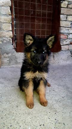 Selling a German Shepherd LongCoat Female pup