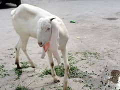 pure rajanpur with 2 kids